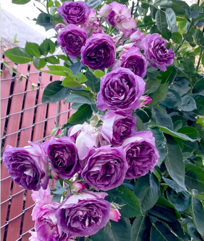 🌺 Sjeme ruže penjačice-HR