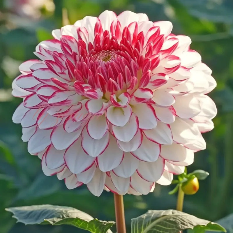 🌸Vzácne dvojité georgíny – jedinečné kvety, ktoré sa v bežných záhradách nikdy nenachádzajú-SK