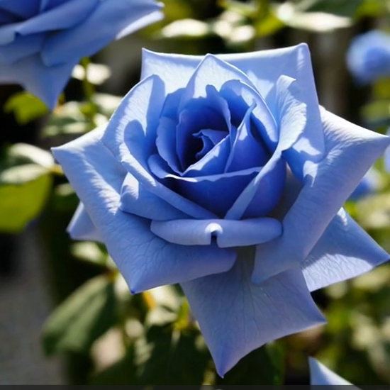 💙SEMILLAS DE ROSA ENCANTADORA AZUL✨-ES