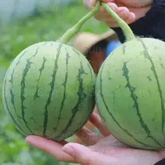 🍉Ankstyvo pavasario raudonasis nefritas – saldus arbūzas, kuris pradžiugins visą šeimą-LT