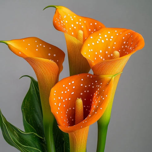 🌷Μυστηριώδης Κρίνος Aurora Calla-GR