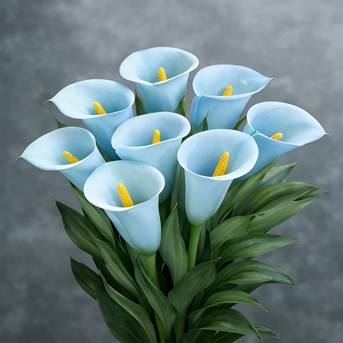 🌷Μυστηριώδης Κρίνος Aurora Calla-GR