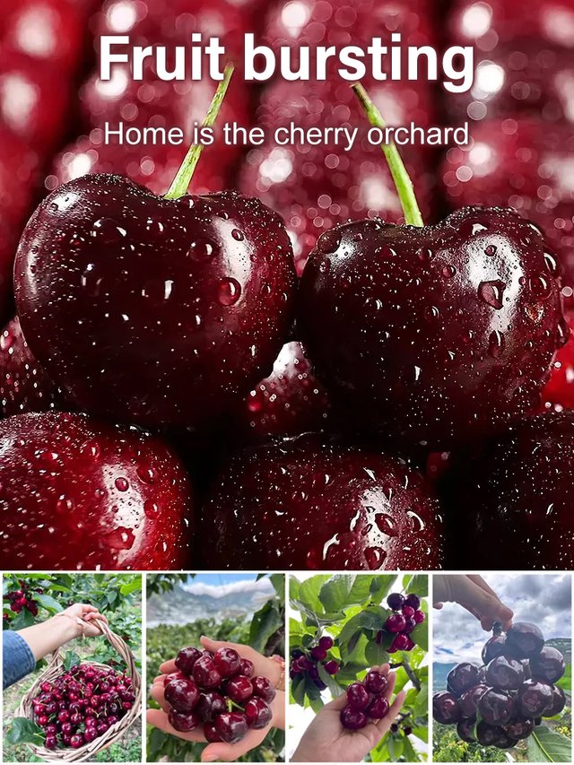 Semillas de cereza Chelsea-ES