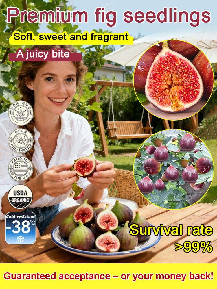 [Disfruta de fruta fresca todos los días] Plántulas de higo importadas de Grecia-ES