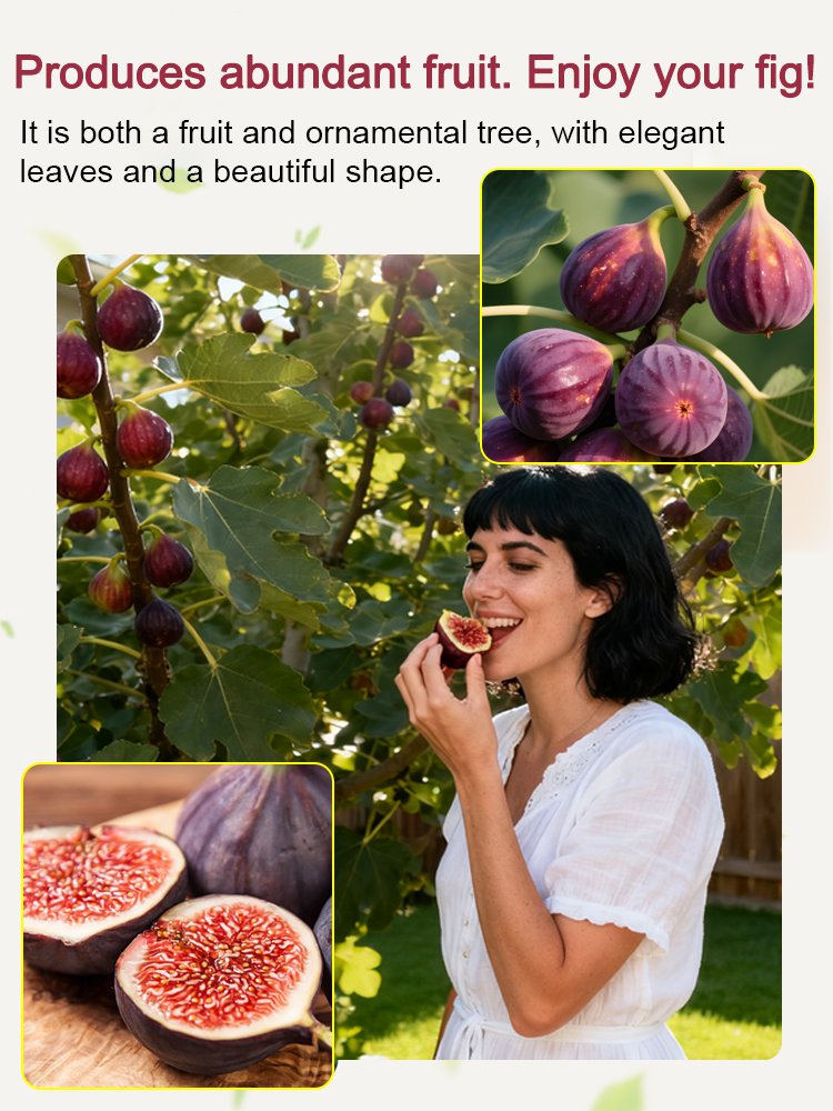 [Disfruta de fruta fresca todos los días] Plántulas de higo importadas de Grecia-ES