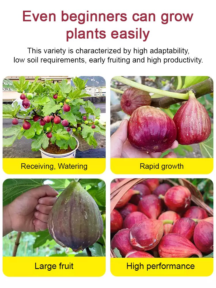 [Disfruta de fruta fresca todos los días] Plántulas de higo importadas de Grecia-ES