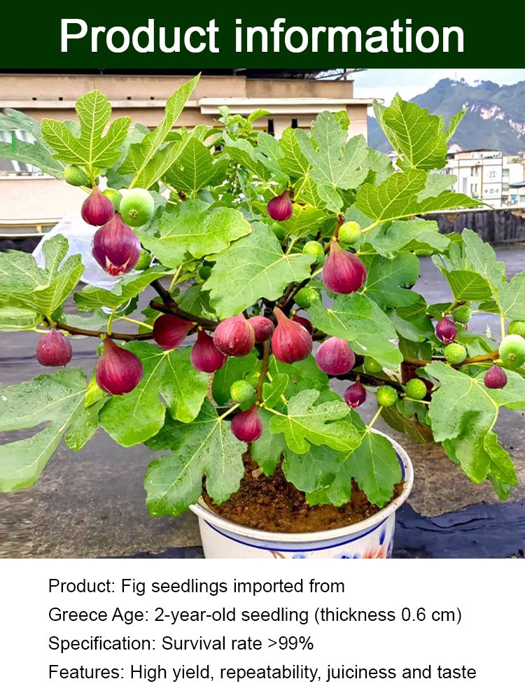 [Disfruta de fruta fresca todos los días] Plántulas de higo importadas de Grecia-ES