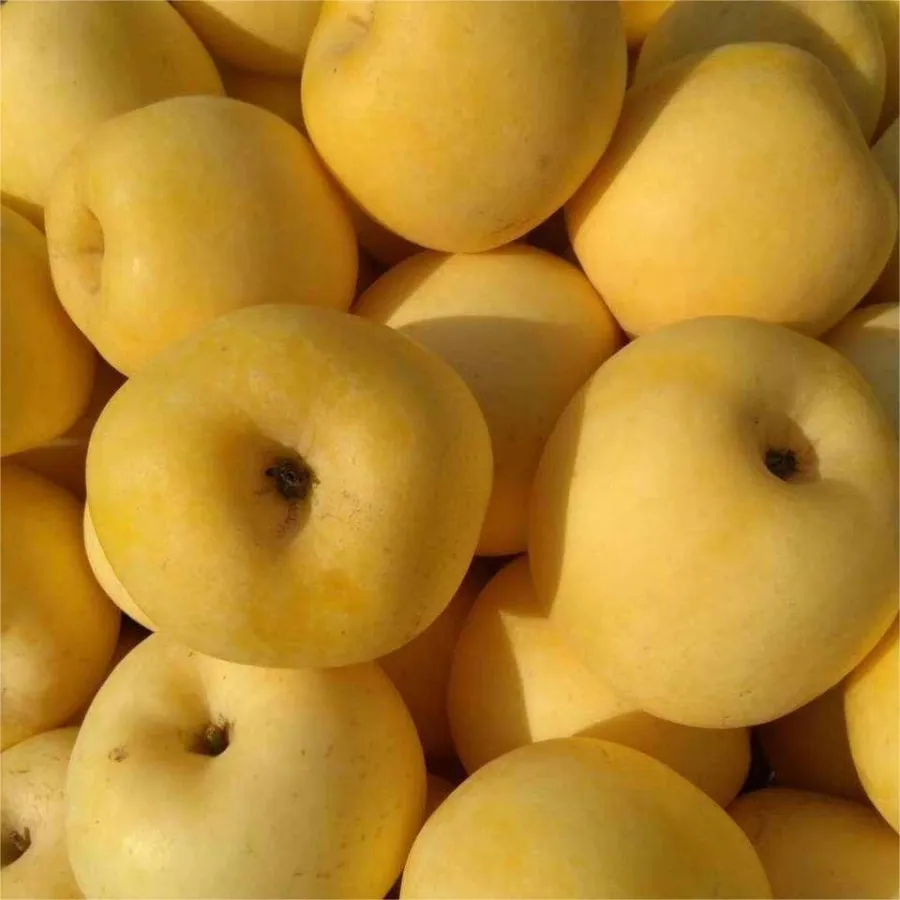 Semillas de manzana dorada, tasa de supervivencia del 90%-ES