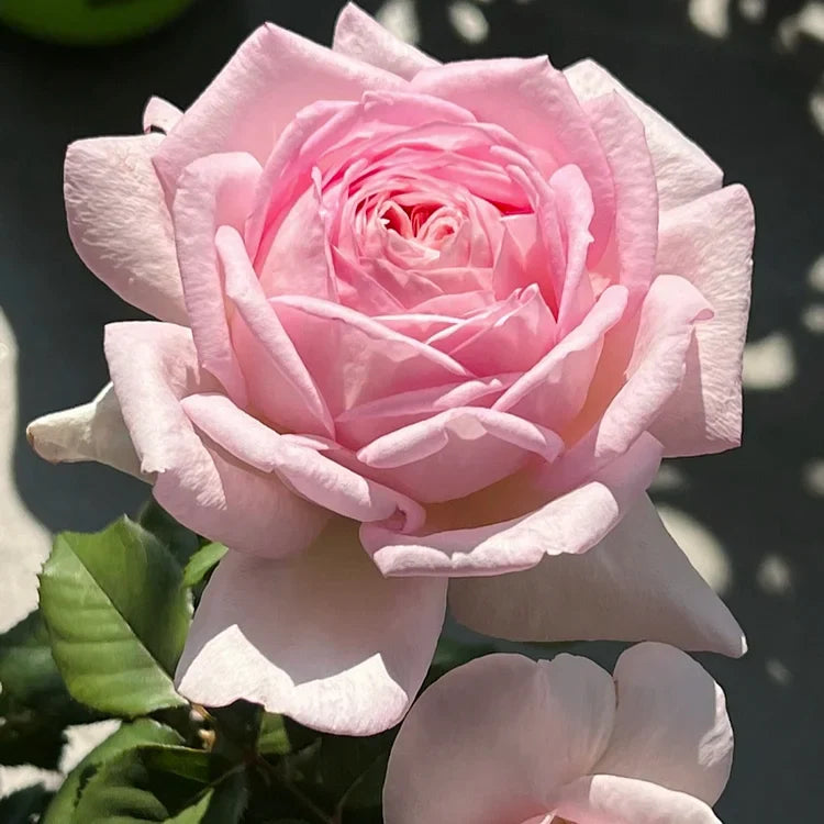 💙SEMILLAS DE ROSA ENCANTADORA AZUL✨-ES