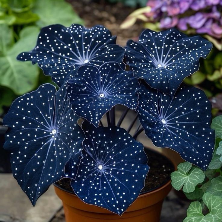 🌟Naktinė mėlynoji hosta – nuostabus jūsų namų papildymas! 🌟-LT