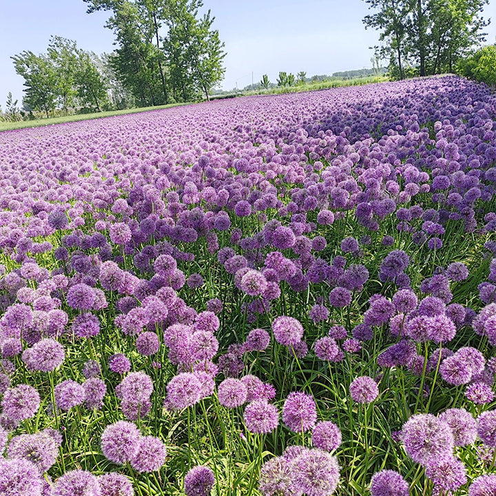 Ukrasni cvijet luka Allium Giganteum-HR