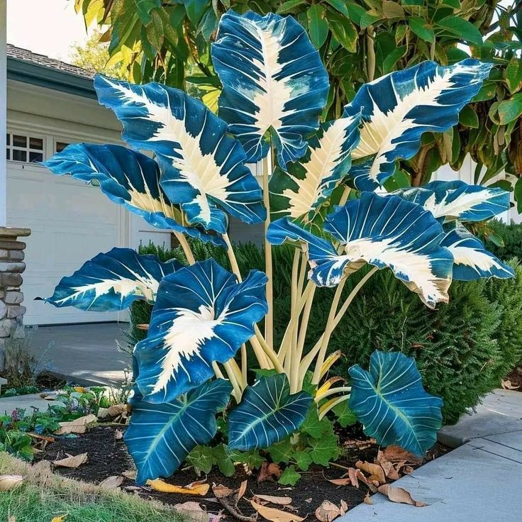 Bulbos de Alocasia Zafiro del Norte - Gigantes🍃 Transforma tu espacio con majestuosidad tropical-ES