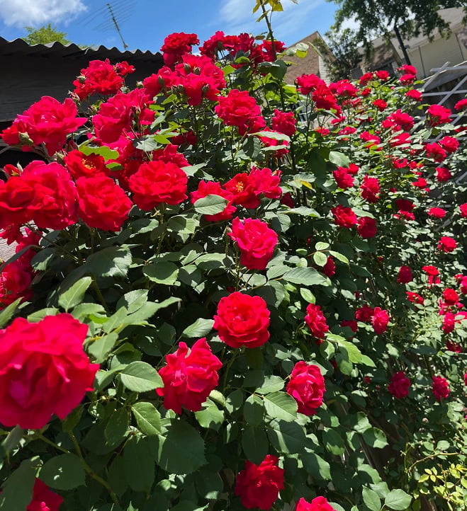 🌺 Sjeme ruže penjačice-HR