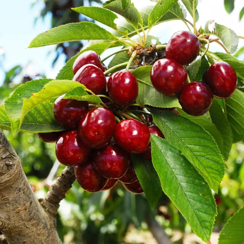 🌱Πολυετής κερασιά🌱Εύκολη φύτευση και ιδανική για κάθε χώρο! | ΤΕΛΕΥΤΑΙΑ ΗΜΕΡΑ ΤΗΣ ΠΡΟΣΦΟΡΑΣ - 25% ΕΚΠΤΩΣΗ🔥-GR