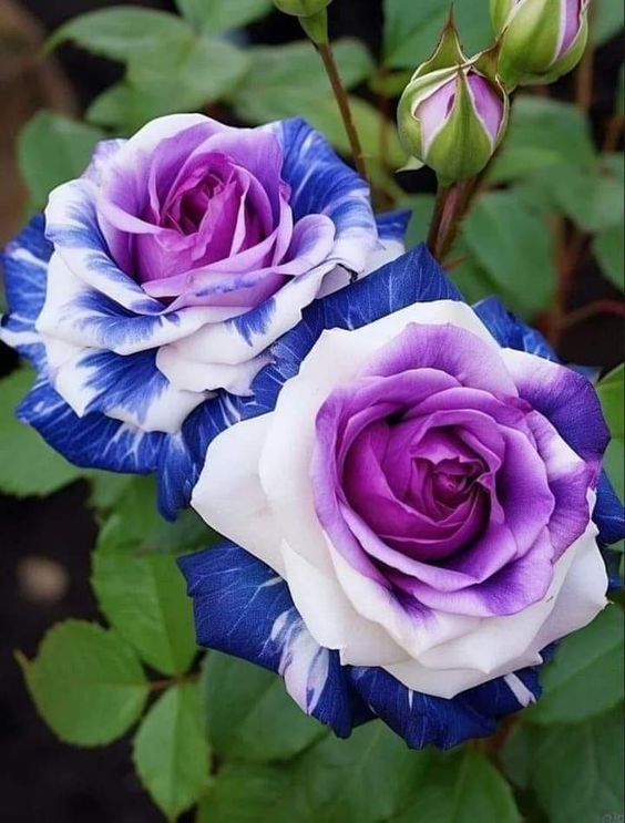 💙SEMILLAS DE ROSA ENCANTADORA AZUL✨-ES