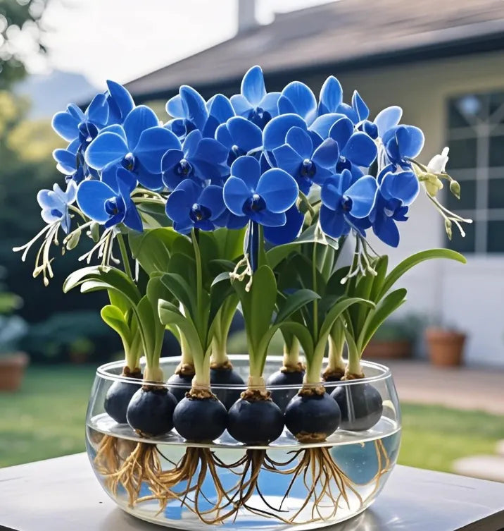 Bulbos de flores de linterna de Phalaenopsis-ES