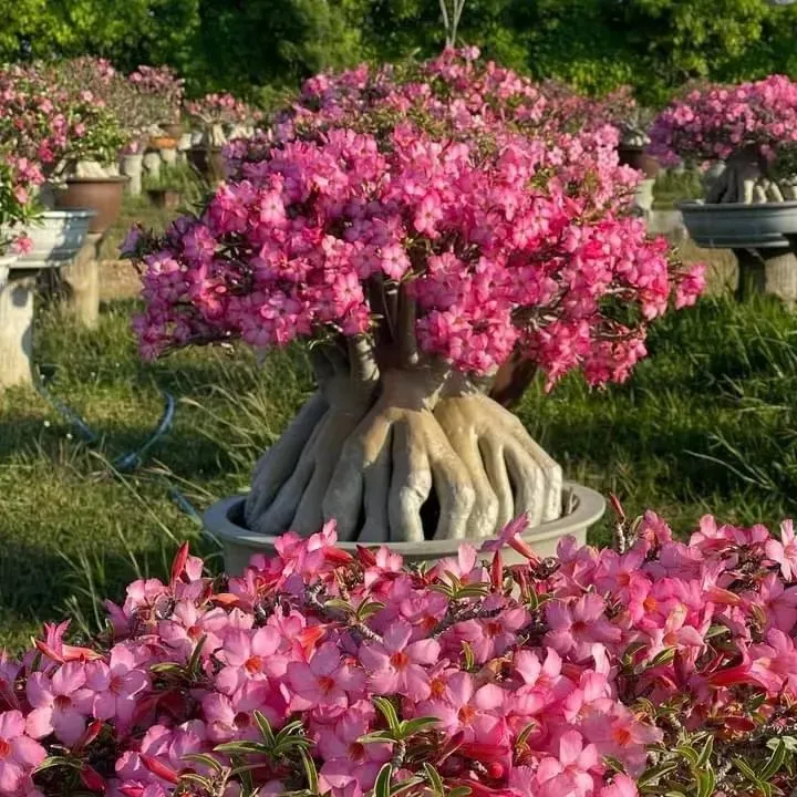 🎁Dykumos rožių svogūnėliai🌵Labai lengva prižiūrėti! 🌸Adenium Obesum svogūnėliai-LT