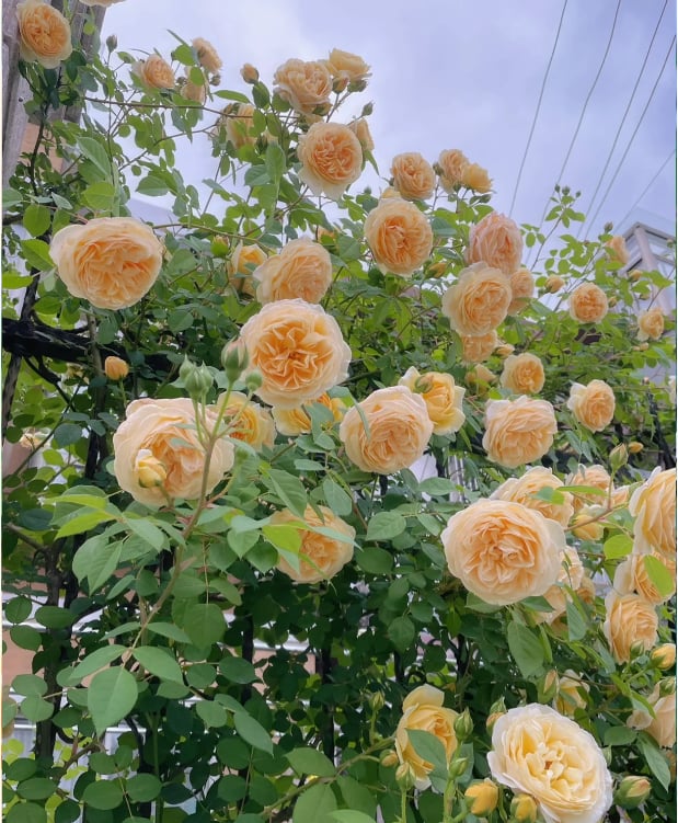 🌺 Sjeme ruže penjačice-HR