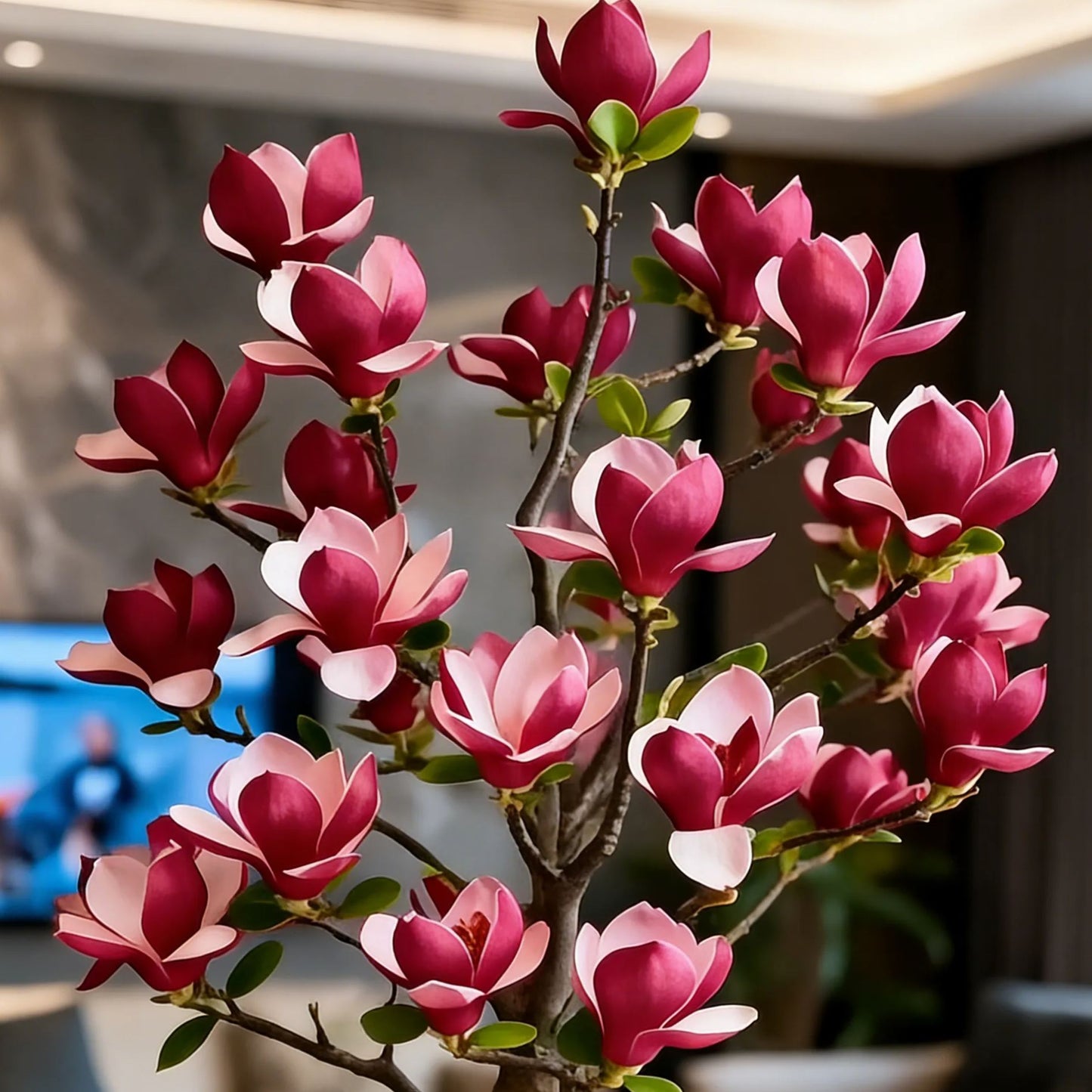 Magnolia liliiflora sibulad (lillad orhideed) 🌸 Õied peidavad lehti, õhk täidab aroomi-EE