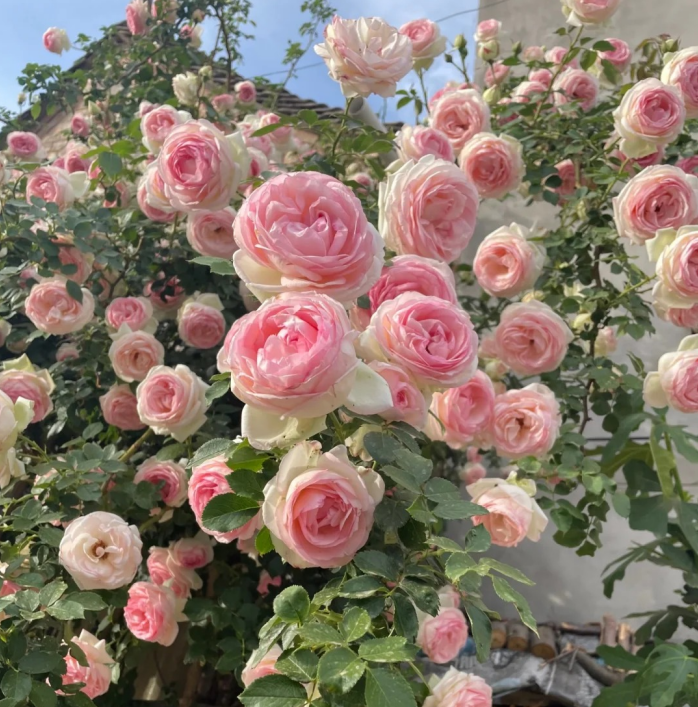 🌈 Vrhunske plezalne vrtnice 🌹 Hitro rastoče, enostavne za nego in zelo dišeče ✨ Popolne za vsak vrt-SI