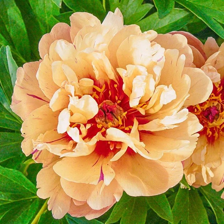 🌸 Retas vīteņpeonijas sīpolpuķes🪴 Lieli, pildīti ziedi, salizturīgs daudzgadīgs augs, viegli audzējams, iecienīts dārza augs-LV