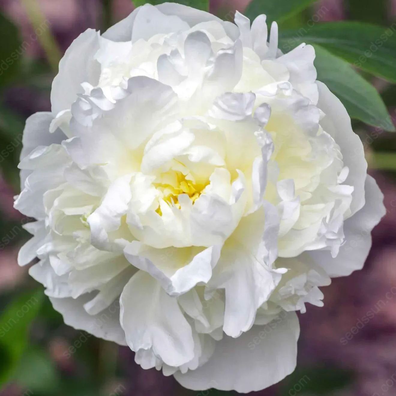 🌸 Retas vīteņpeonijas sīpolpuķes🪴 Lieli, pildīti ziedi, salizturīgs daudzgadīgs augs, viegli audzējams, iecienīts dārza augs-LV