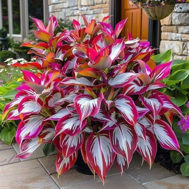 Hardy Beauty: Λουλούδια Hosta ανθεκτικά στη σκιά και το κρύο-GR