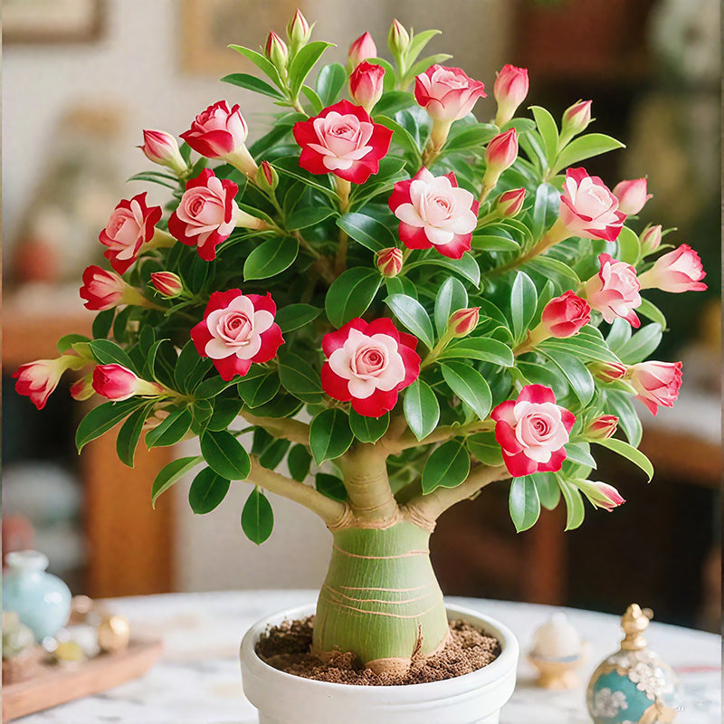 Bulbos de rosa del desierto-ES