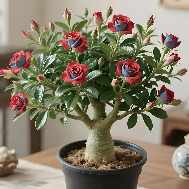 Bulbos de rosa del desierto-ES