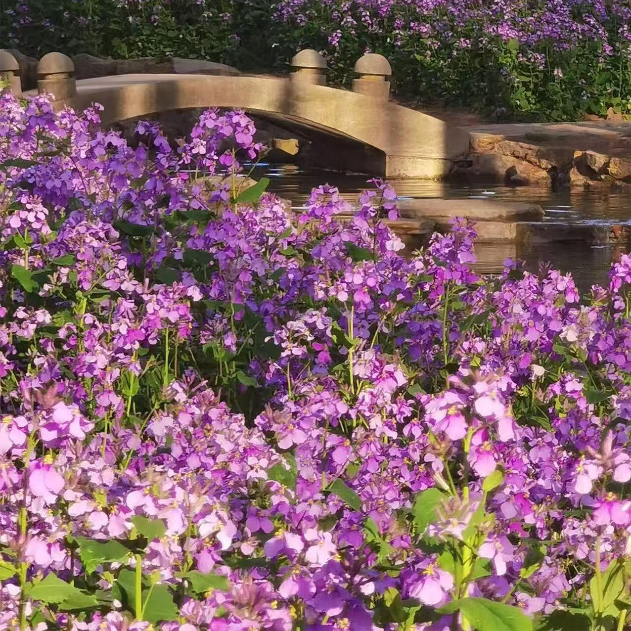 💜Februarska semena orhidej | Infinity Purple Sea-SI