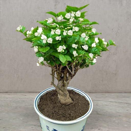 VIIMASE PÄEVA kampaania 35% SOODUSTUST 🌸 Jasmiini potitaim (🌱Ellujäämine garanteeritud: tasuta asendused🌿)-EE