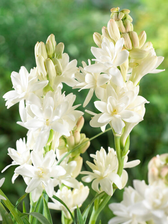 Dviguba tuberoza 🌸 - Didelis svogūninis žiedas-LT