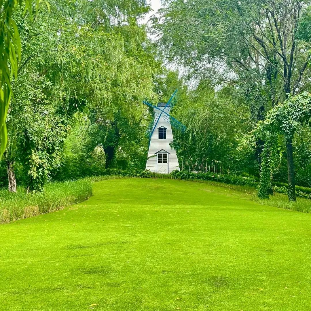 🌱 Four Seasons visžalių žemaūgių žolių sėklos | Sukurkite tobulą veją čia!-LT