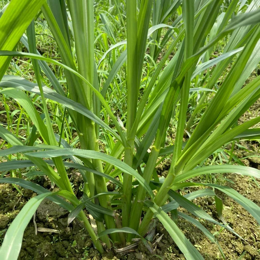 🌿Υβριδική ποικιλία σόργου-σουδανικού χόρτου ✅Σπόρος υψηλής απόδοσης για ζωοτροφές-GR