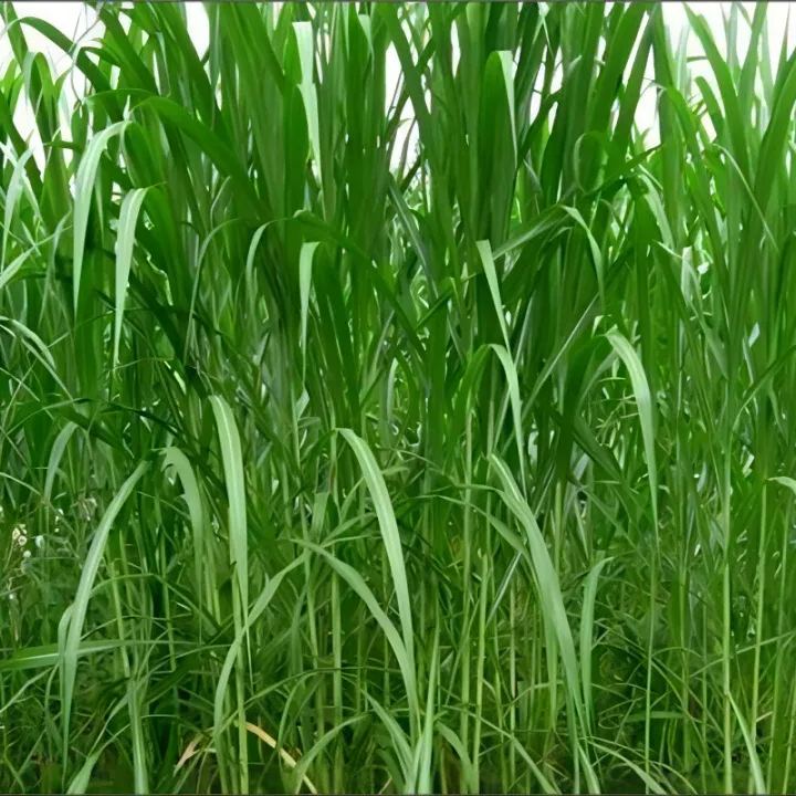 🌿Υβριδική ποικιλία σόργου-σουδανικού χόρτου ✅Σπόρος υψηλής απόδοσης για ζωοτροφές-GR
