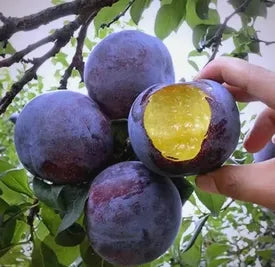 🍃 Pärandmõisa sari: 13 valitud puuviljaseemne komplekt (GMO-vaba) 🌳 – Enimmüüdud toode-EE
