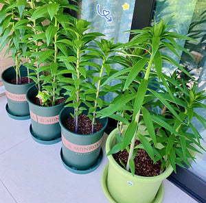 Bulbos de lirio fragante bicolor de doble pétalo: frescos y dulces.-ES